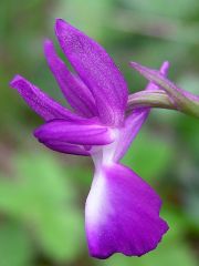 Anacamptis laxiflora (Lam.) R.M. Bateman, Pridgeon & M.W. Chase