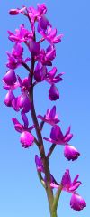 Anacamptis laxiflora (Lam.) R.M. Bateman, Pridgeon & M.W. Chase