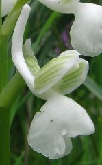 Anacamptis longicornu (Poir.) R.M. Bateman, Pridgeon & M.W. Chase