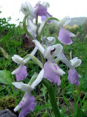 Anacamptis longicornu (Poir.) R.M. Bateman, Pridgeon & M.W. Chase