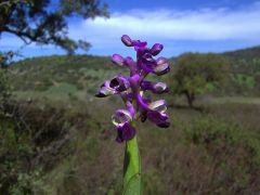 Anacamptis longicornu (Poir.) R.M. Bateman, Pridgeon & M.W. Chase