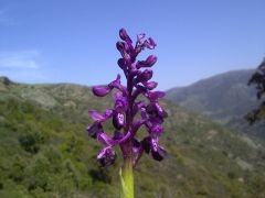 Anacamptis longicornu (Poir.) R.M. Bateman, Pridgeon & M.W. Chase