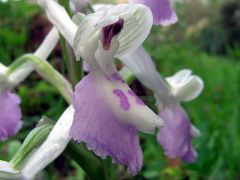 Anacamptis longicornu (Poir.) R.M. Bateman, Pridgeon & M.W. Chase