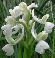 Anacamptis longicornu (Poir.) R.M. Bateman, Pridgeon & M.W. Chase