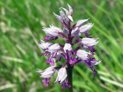 Orchis militaris L.