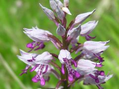 Orchis militaris L.