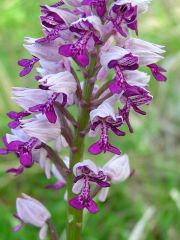 Orchis militaris L.