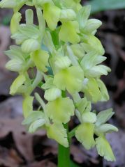 Orchis pallens L.