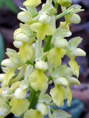 Orchis pallens L.