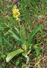 Orchis pallens L.