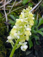 Orchis pallens L.