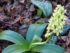 Orchis pallens L. 