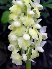 Orchis pallens L. 