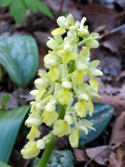  Orchis pallens L.