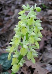 Orchis pallens L.         