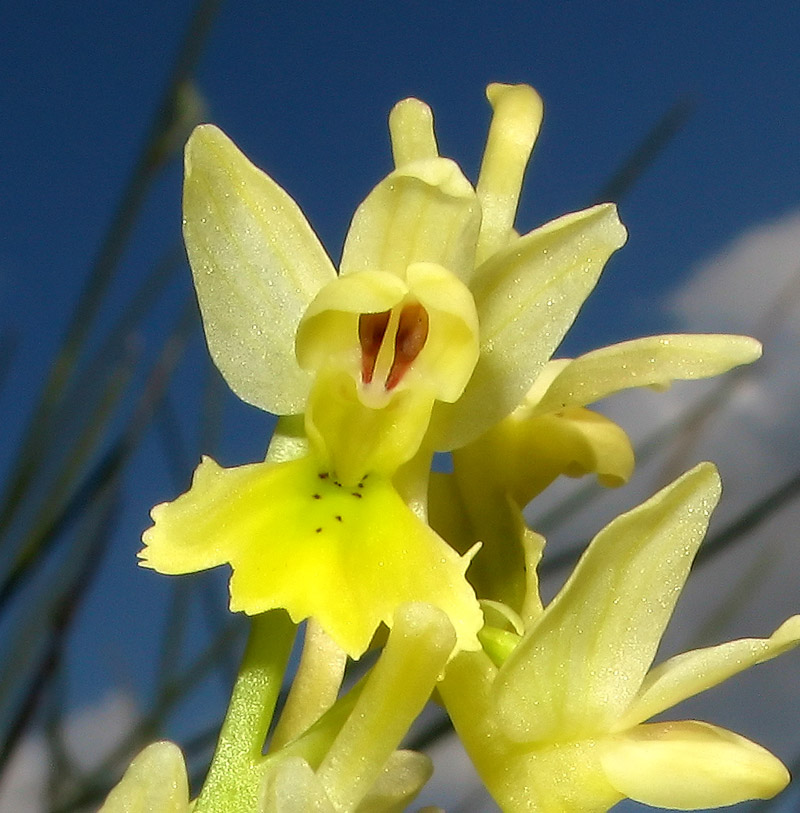 Orchis pauciflora Ten.  