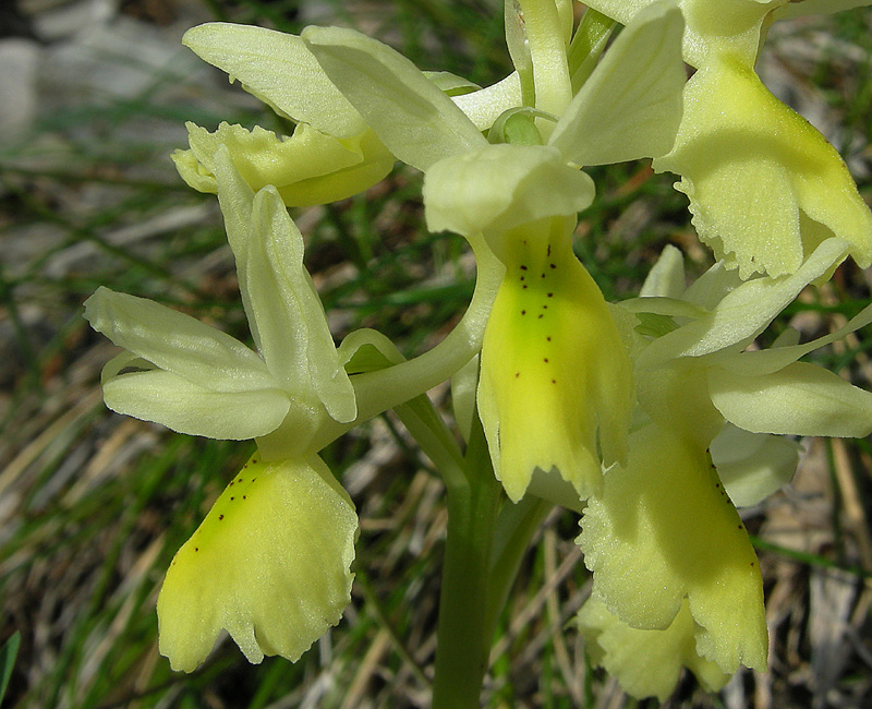 Orchis pauciflora Ten.  