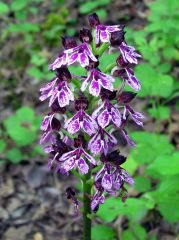 Orchis purpurea Hudson 