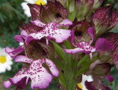 Orchis purpurea Hudson 