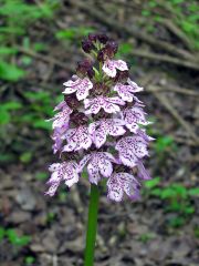 Orchis purpurea Hudson 