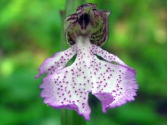 Orchis purpurea Hudson