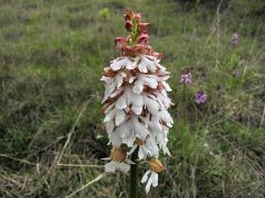 Orchis purpurea Hudson 