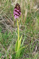 Orchis purpurea Hudson 