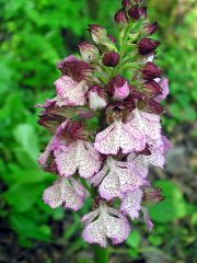 Orchis purpurea Hudson 