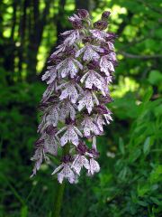 Orchis purpurea Hudson 