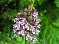 Orchis purpurea Hudson 