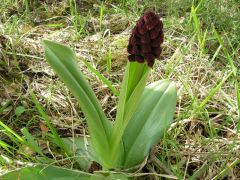 Orchis purpurea Hudson 