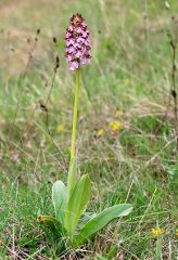 Orchis purpurea Hudson 