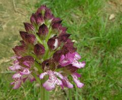 Orchis purpurea Hudson 