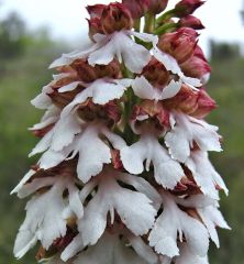 Orchis purpurea Hudson 