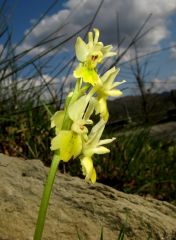 Orchis pauciflora Ten.  