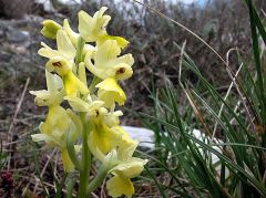 Orchis pauciflora Ten.  