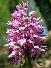 Orchis simia Lam.