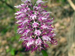 Orchis simia Lam.