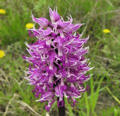 Orchis simia Lam.