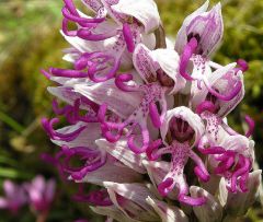 Orchis simia Lam.