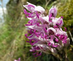 Orchis simia Lam.