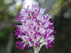 Orchis simia Lam.