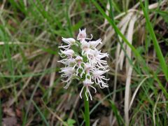 Orchis simia Lam.