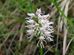 Orchis simia Lam.