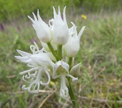 Orchis simia Lam.