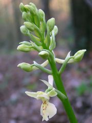 Orchis provincialis Balb. ex Lam. & DC.   