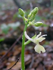 Orchis provincialis Balb. ex Lam. & DC.   