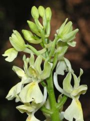 Orchis provincialis Balb. ex Lam. & DC.   