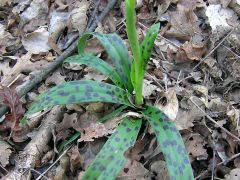 Orchis provincialis Balb. ex Lam. & DC.   