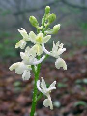 Orchis provincialis Balb. ex Lam. & DC.   